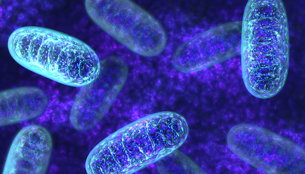 mitochondria standard image full width